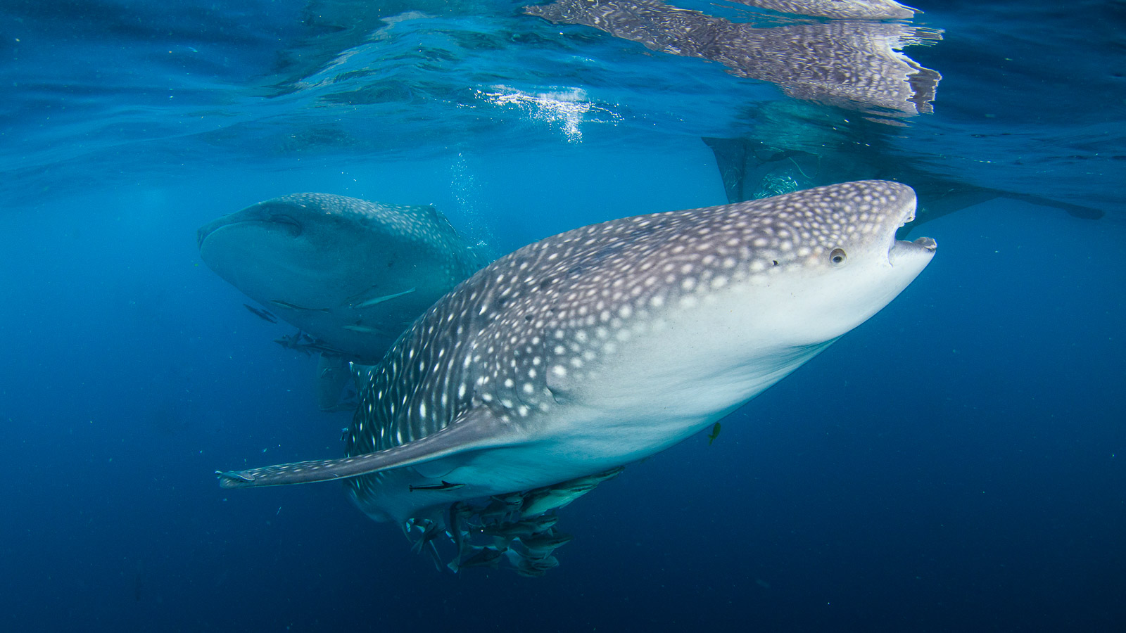 Unmissable underwater experiences in Indonesia - for divers and snorkelers