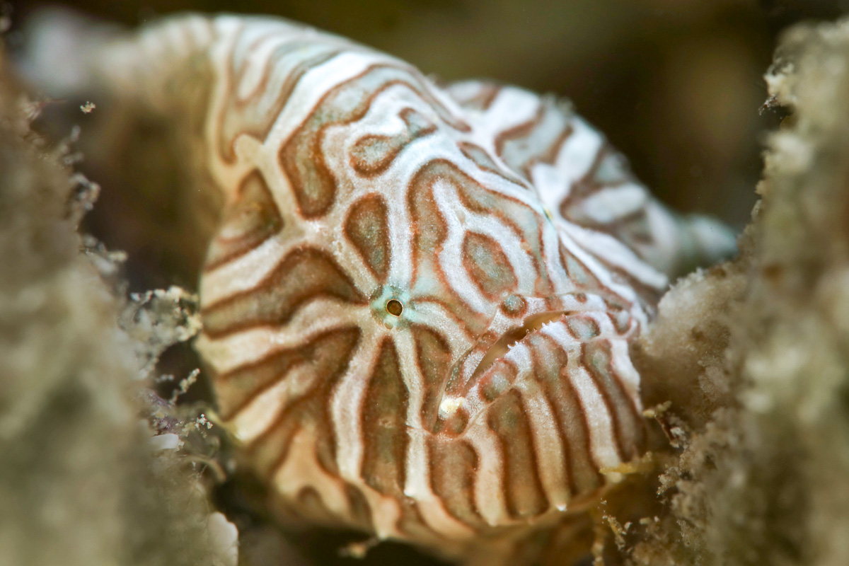 Ambon's renowned psychedelic frogfish - one of Indonesia's most sought after critters