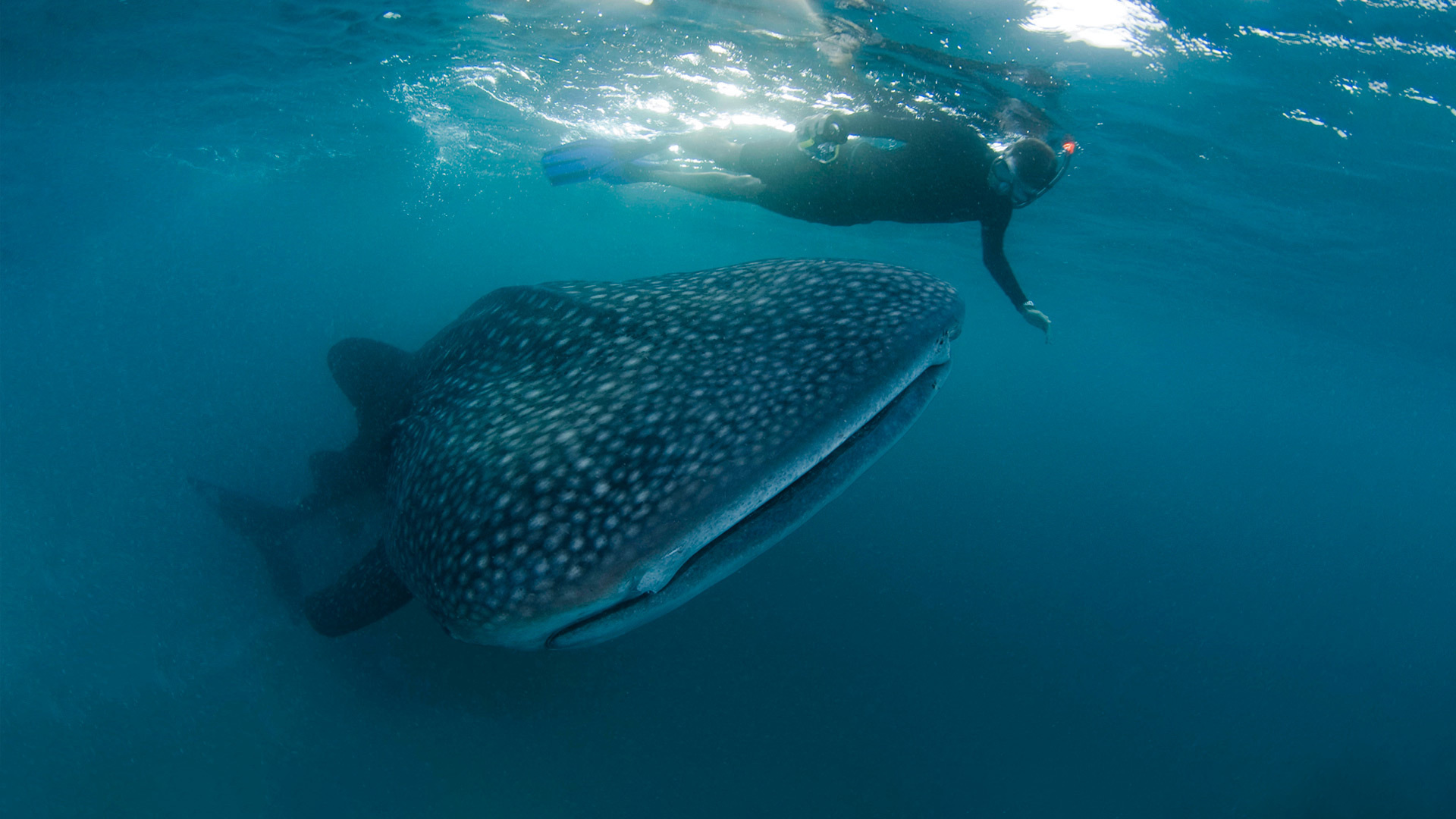 Update on the Maldives Shark Ban