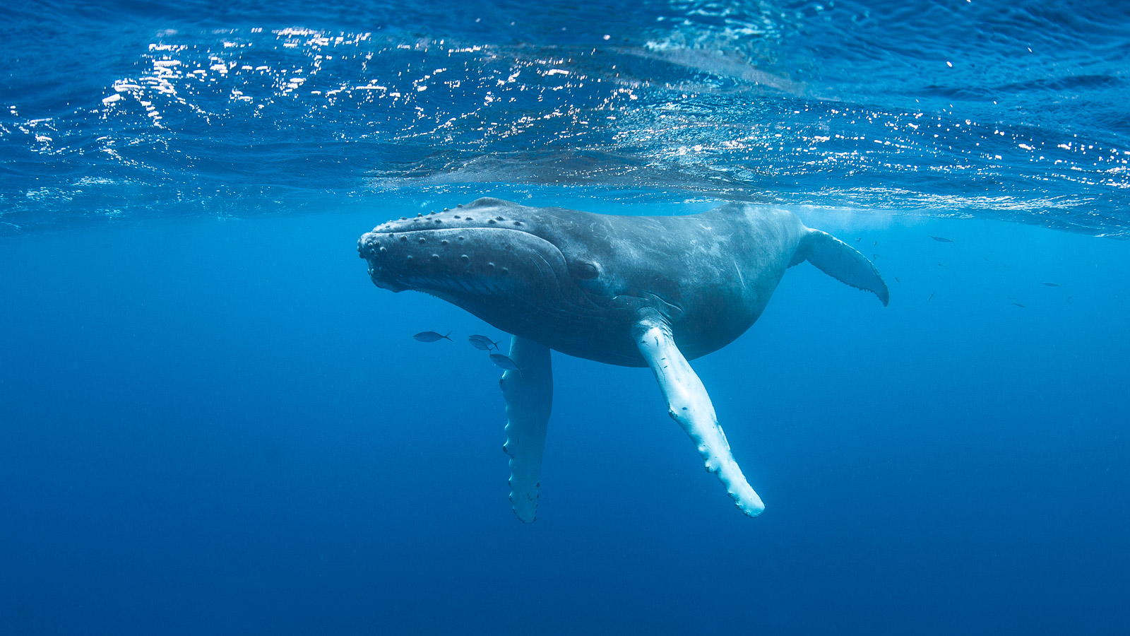 Wild whale and dolphin encounters in the Caribbean
