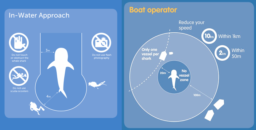 Correct conduct during whale shark interactions