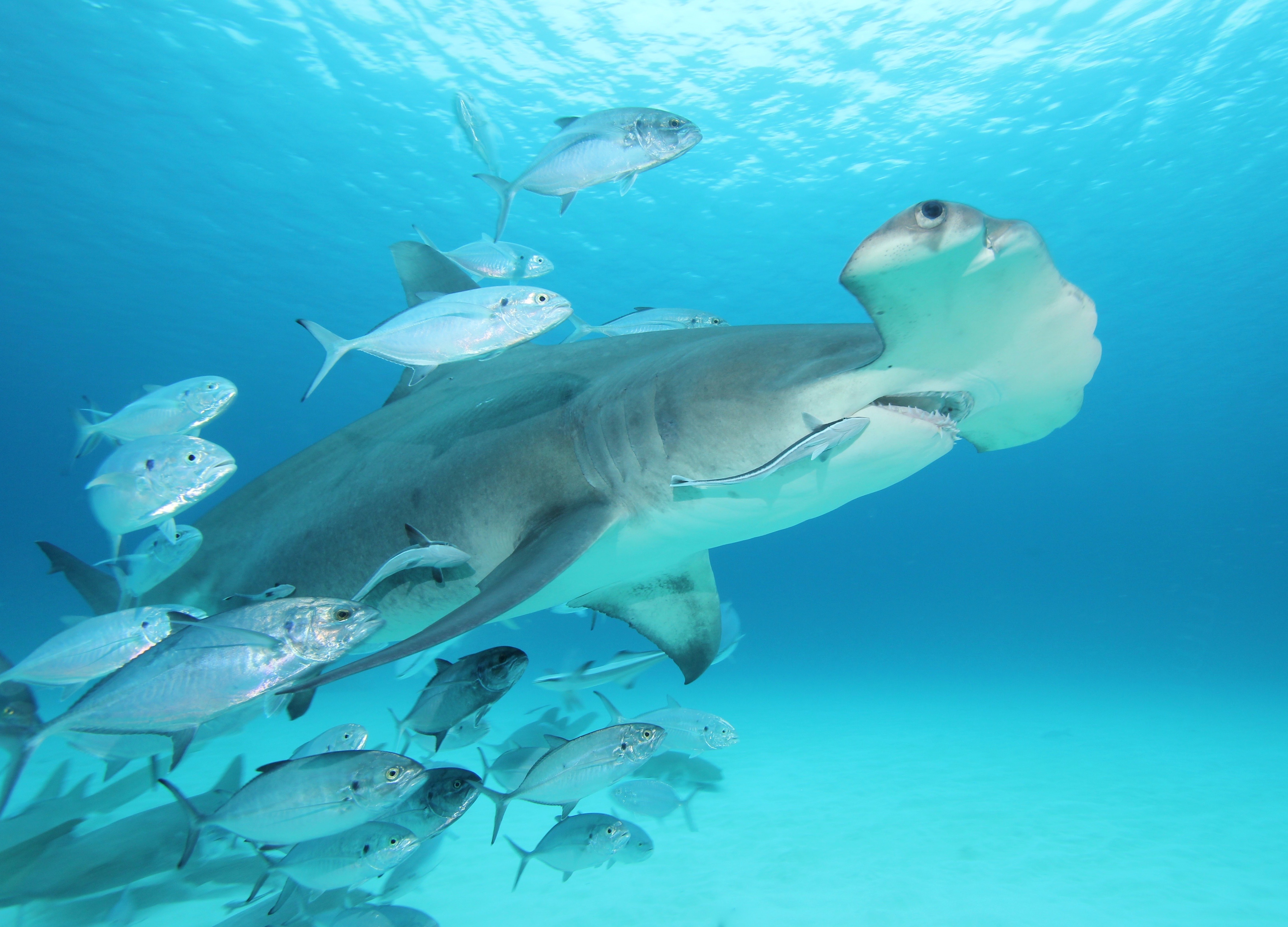 hammerhead shark feeding