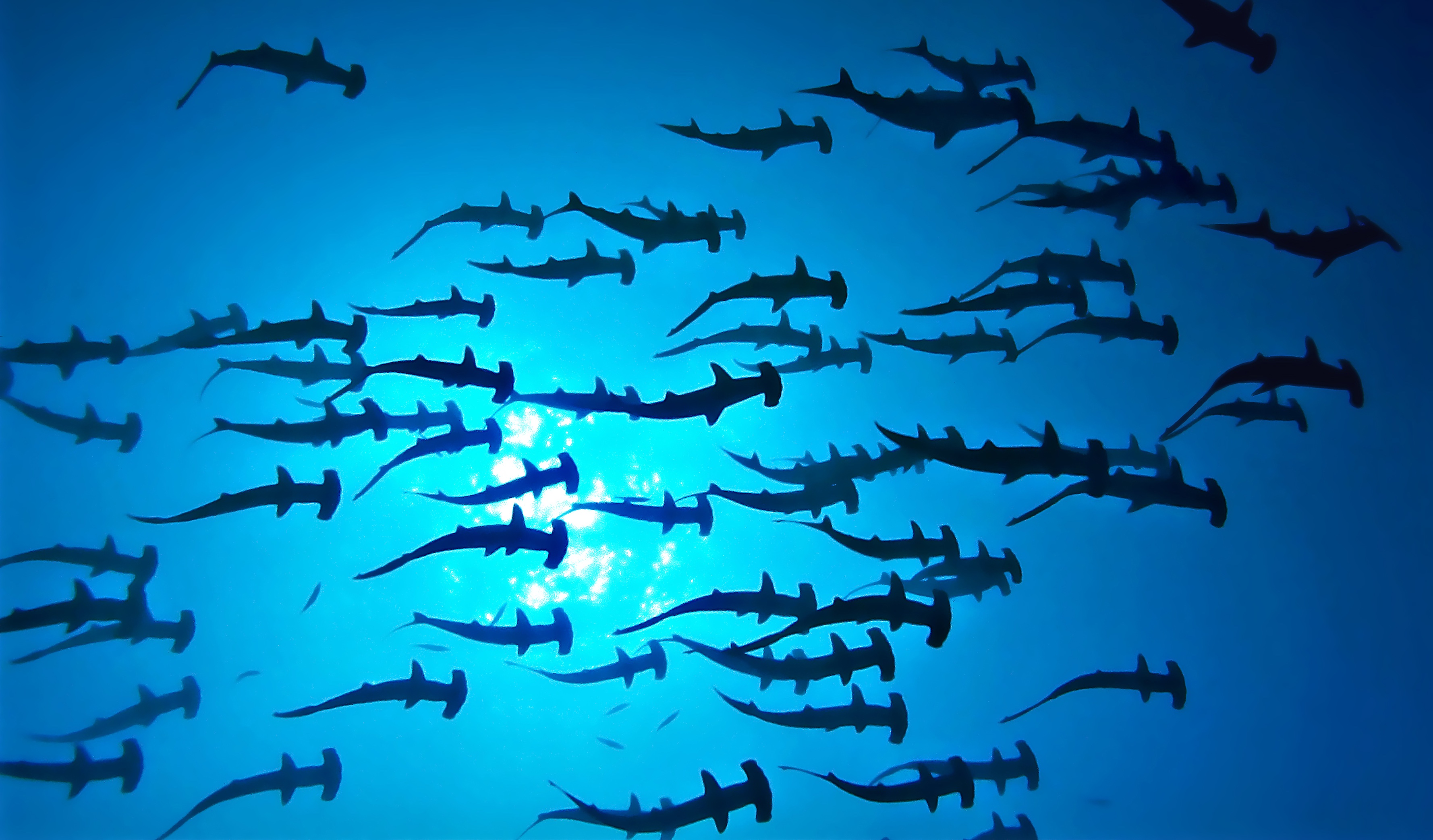Schooling hammerheads in Japan