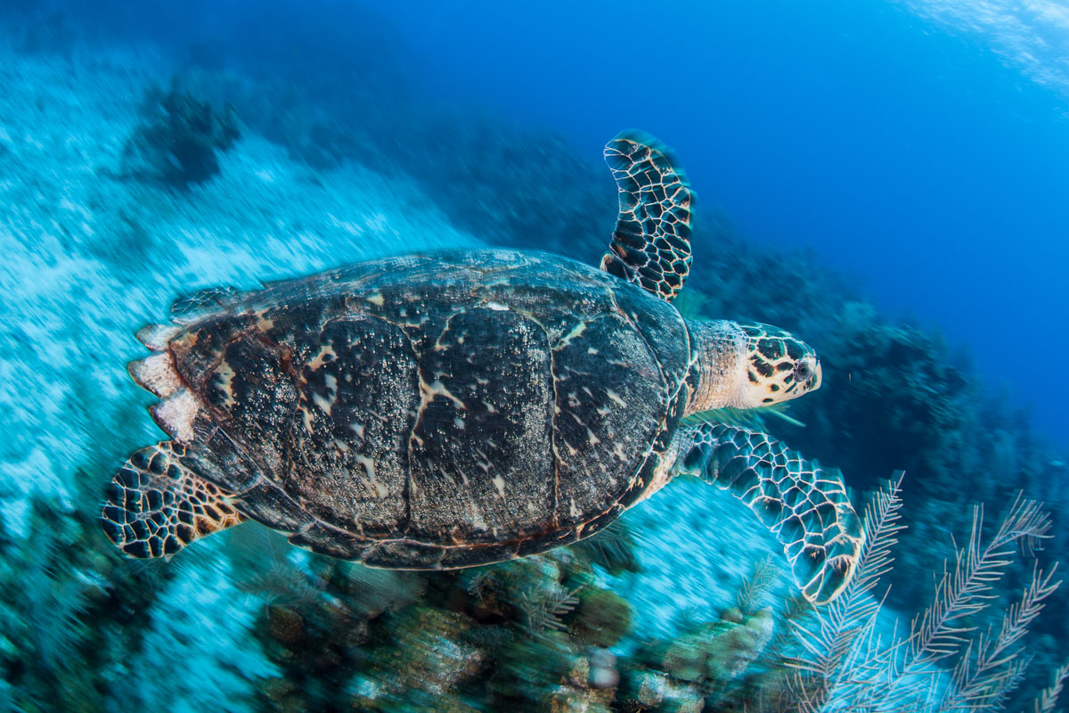 Sea turtles can be seen all around the Cayman Islands