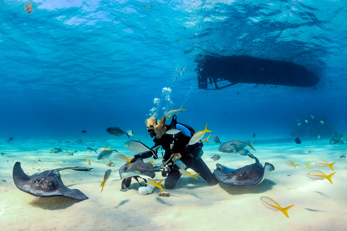 Stingrays are the stars of the show when diving around Grand Cayman
