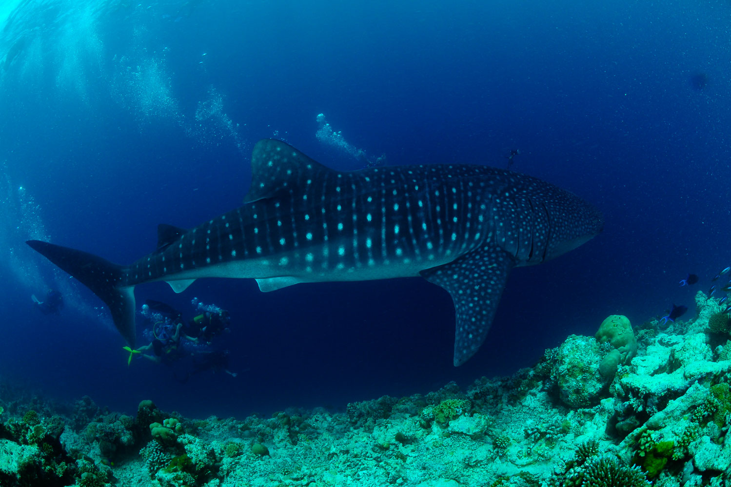 Whale shark's distinctive pattern on its back