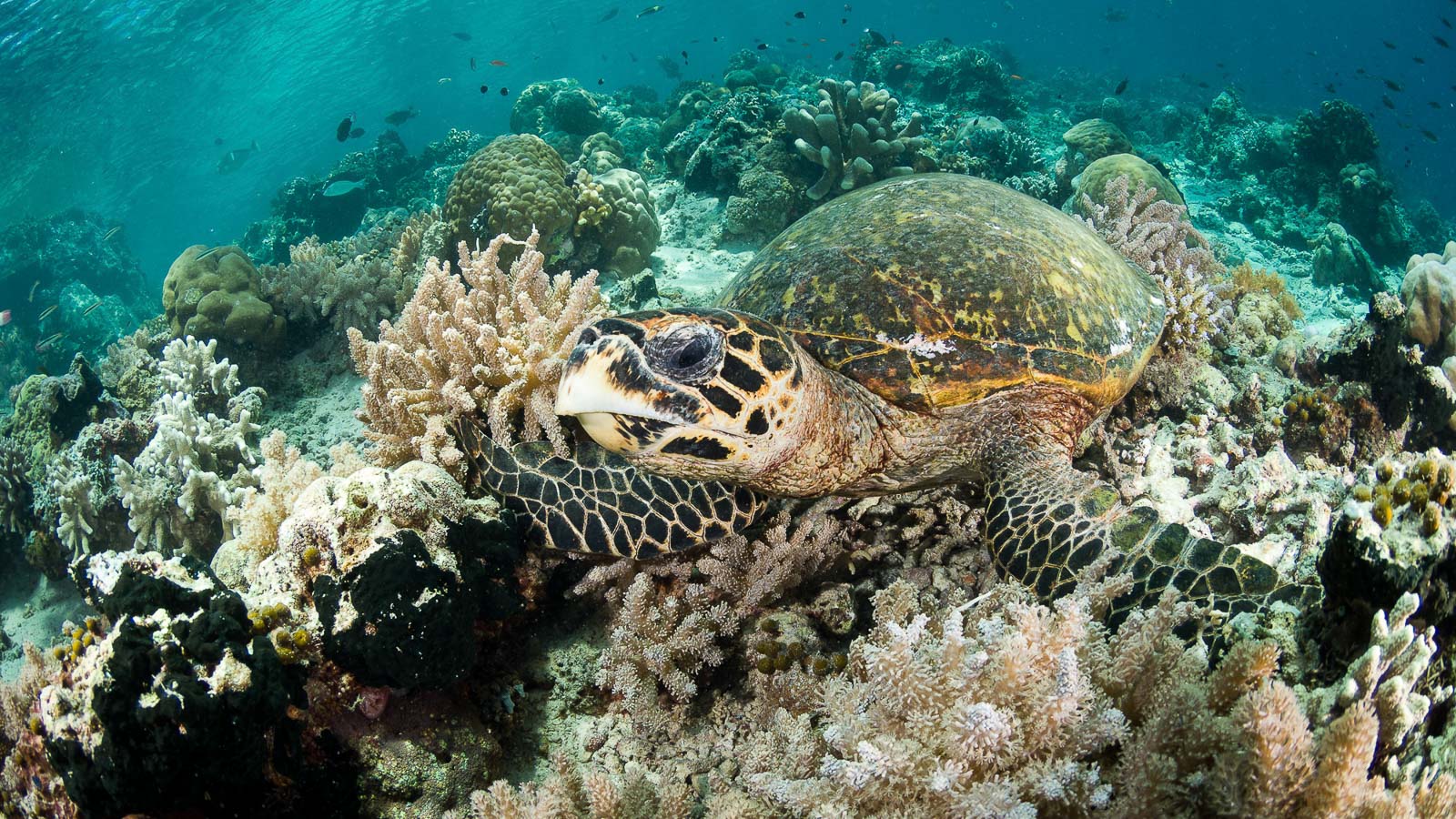 World Turtle Day. How did you celebrate?