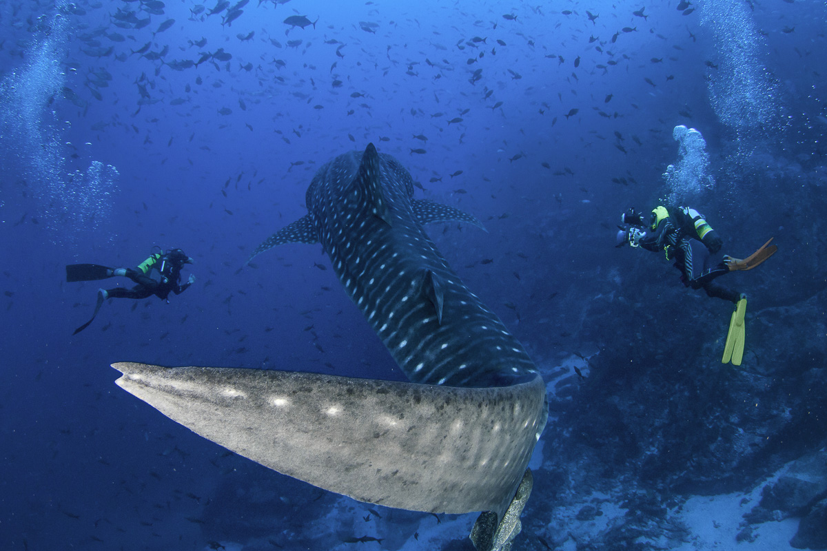 Whale shark at Bajo Alcyone, Cocos Island
