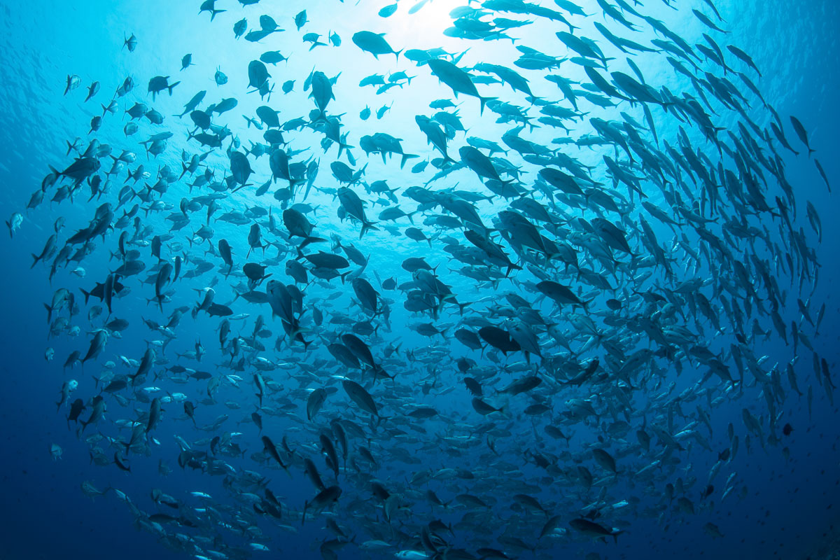 Schooling jackfish on Palau's Blue Corner