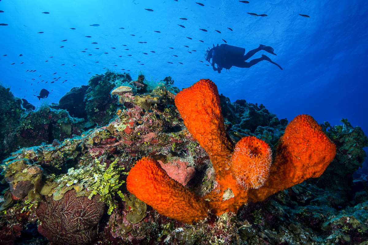 Sponges growing on the vertiginous Bloody Bay Wall, Little Cayman