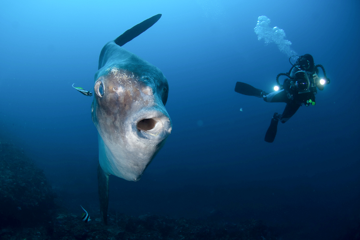 Mola mola and diver, Crystal Bay, Nusa Penida, Bali