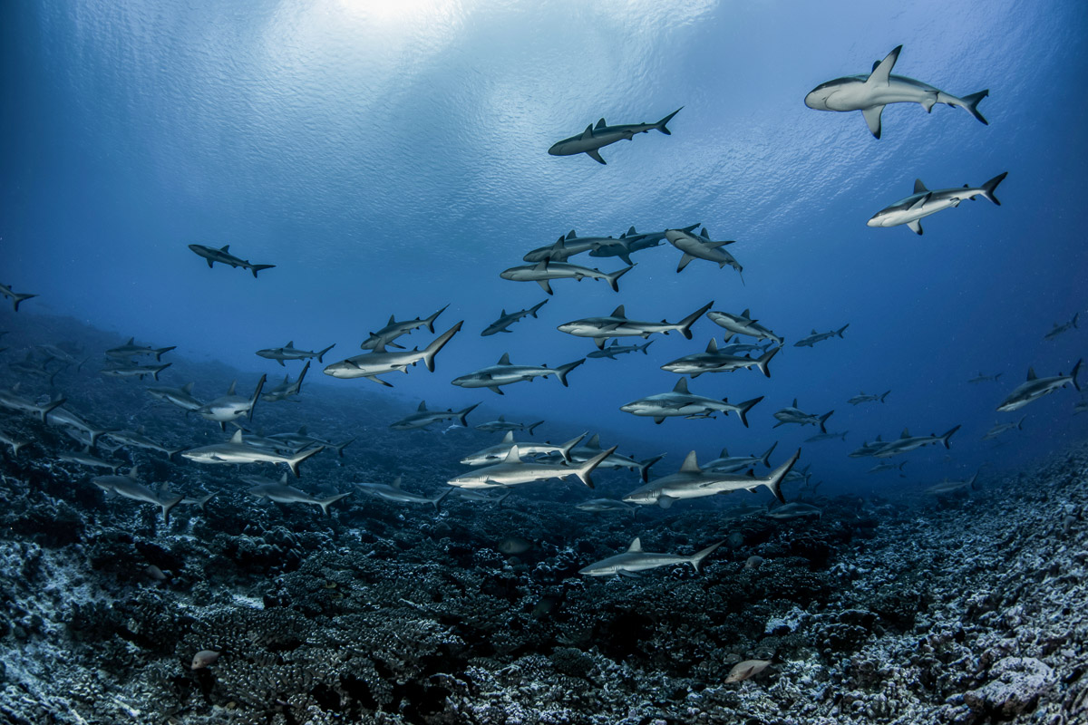 Fakarava's famous sharks