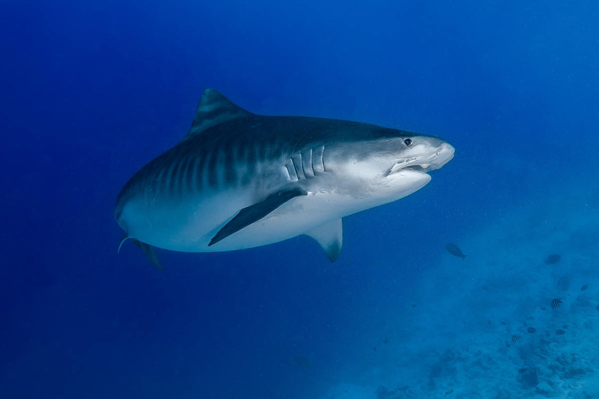 One of Fuvahmulah's resident tiger sharks