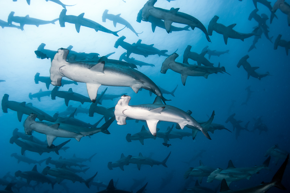 Schooling hammerhead sharks in the Galapagos