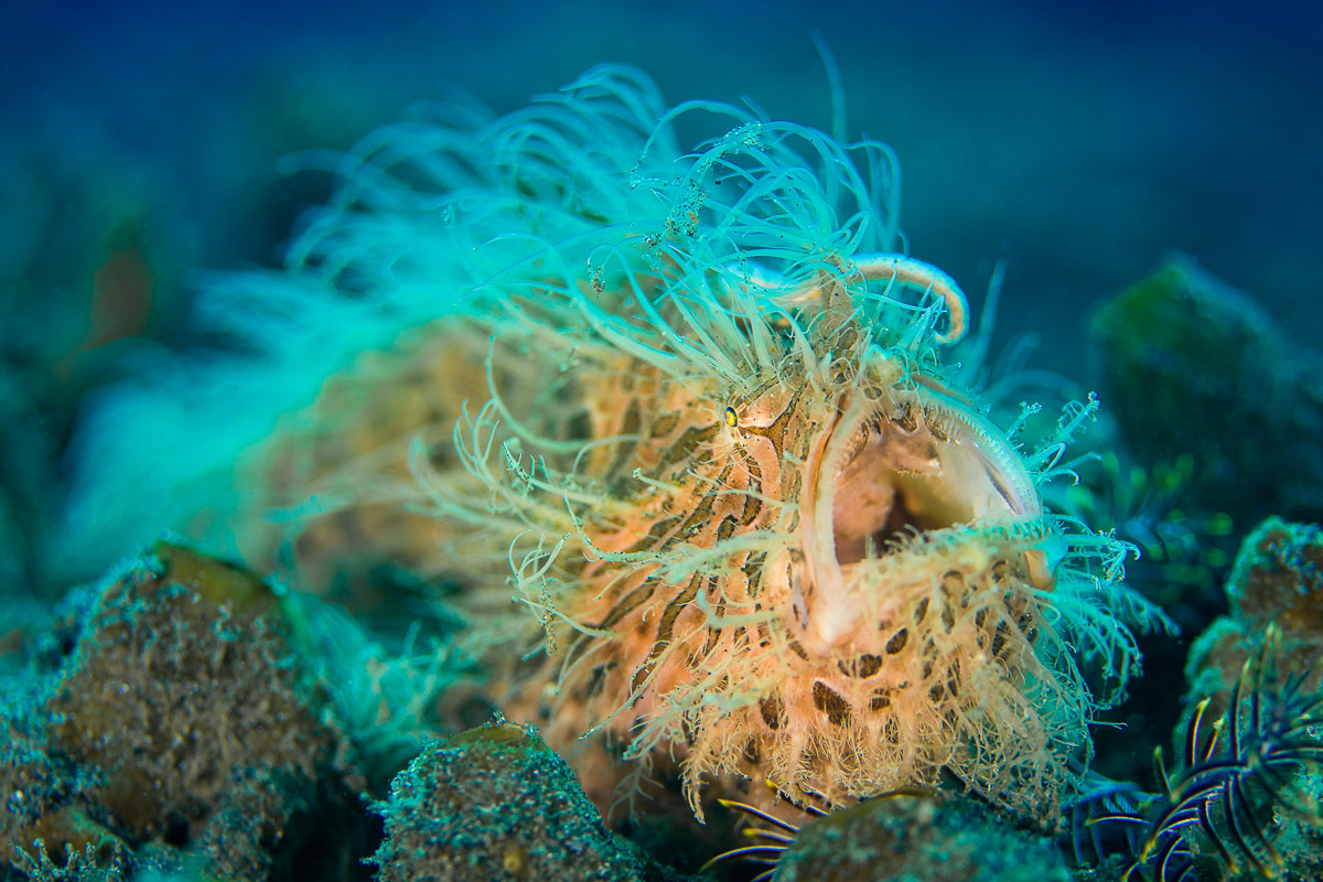 Hairy frogfish on Hairball, Lembeh Strait
