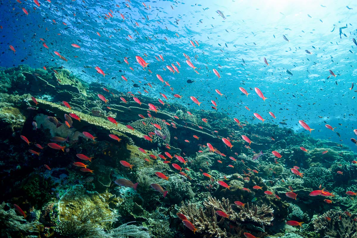 Beautiful reef at Batu Bolong, Komodo
