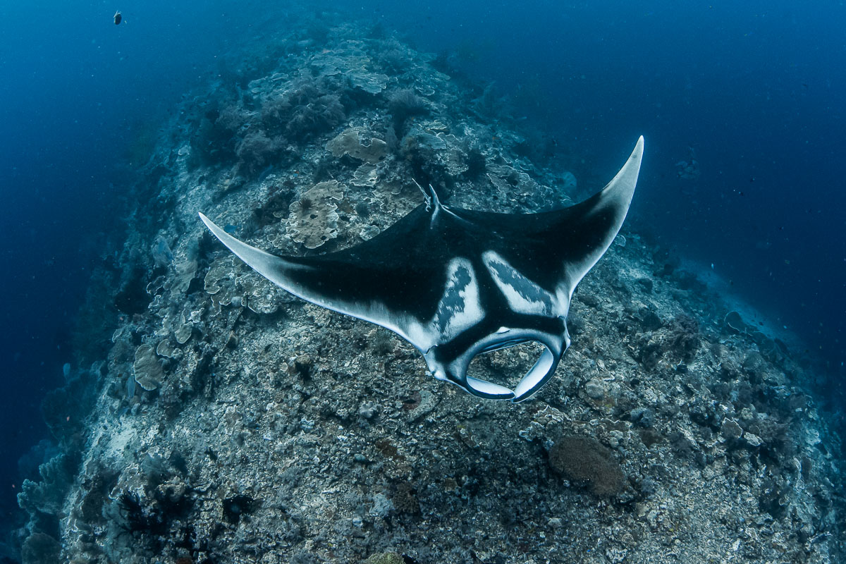 An oceanic manta ray on Magic Mountain, Misool