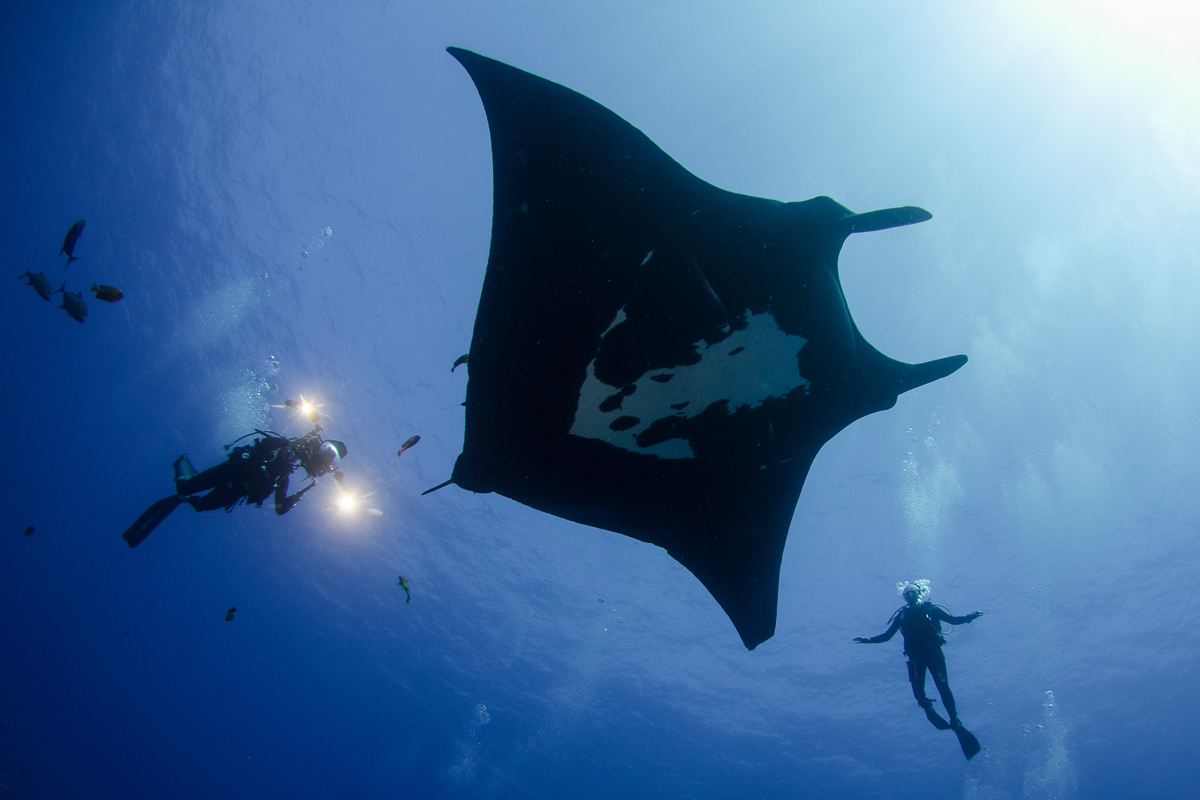 A giant oceanic manta ray at Roco Partida, Mexico