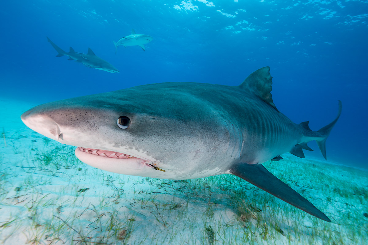 One of Tiger Beach's famous resident tiger sharks