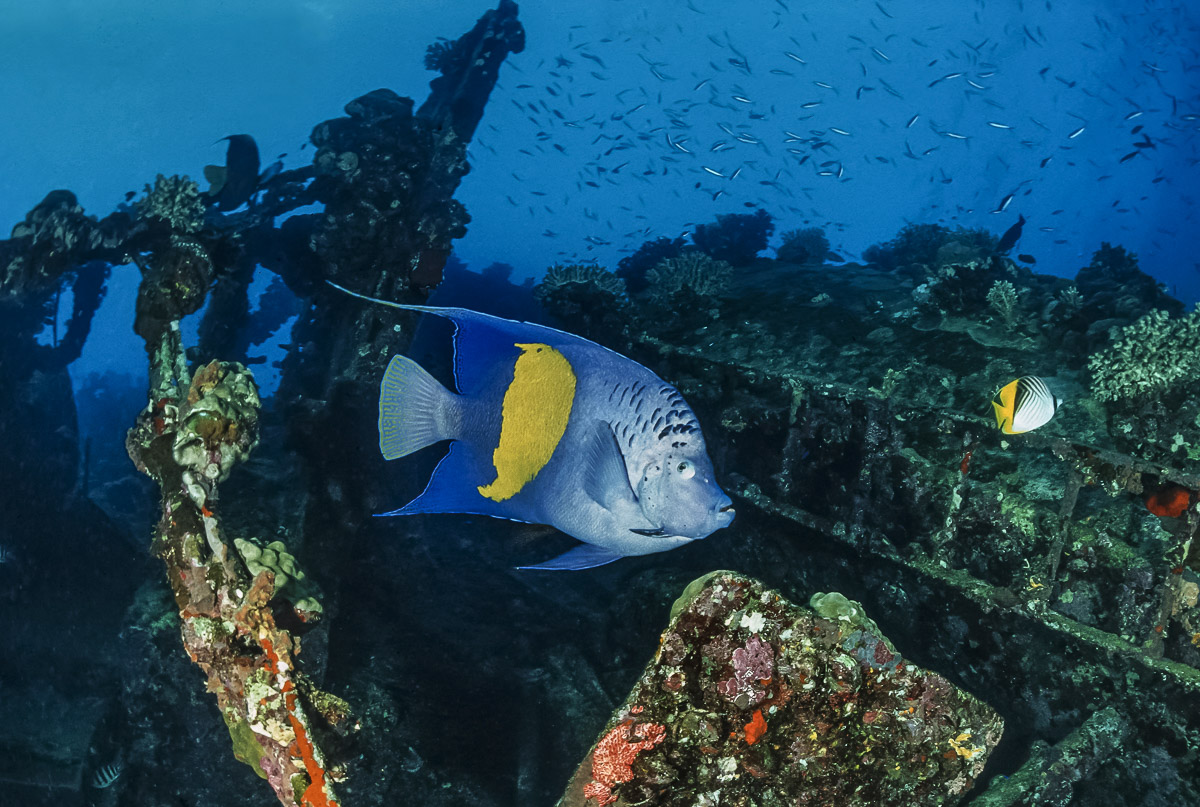 An Arabian angelfish on the wreck of the Priamos, Djibouti