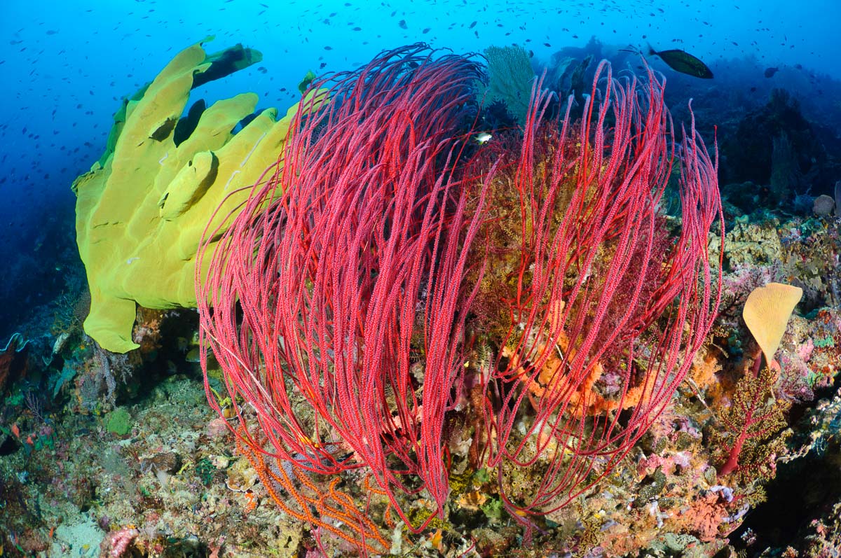Spectacular colours of Misool, Raja Ampat