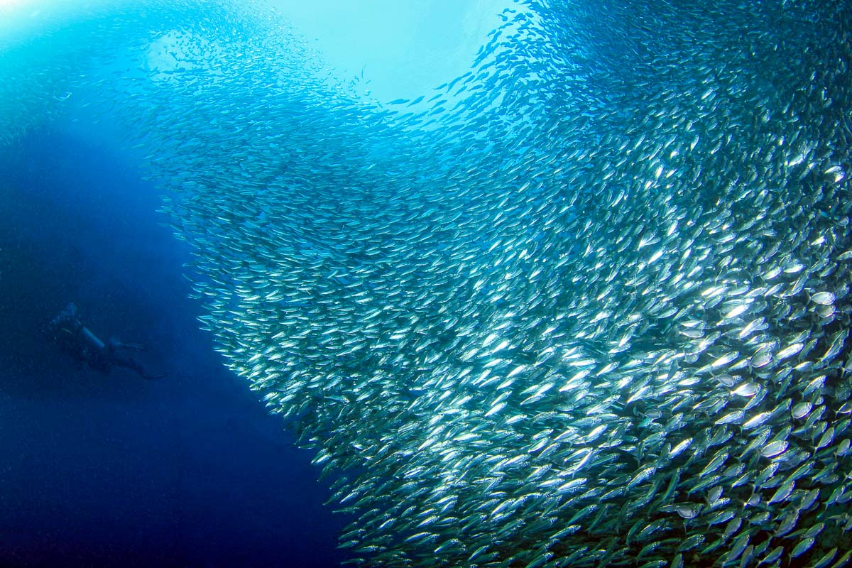 Moalboal's famous school of sardines, Panagsama