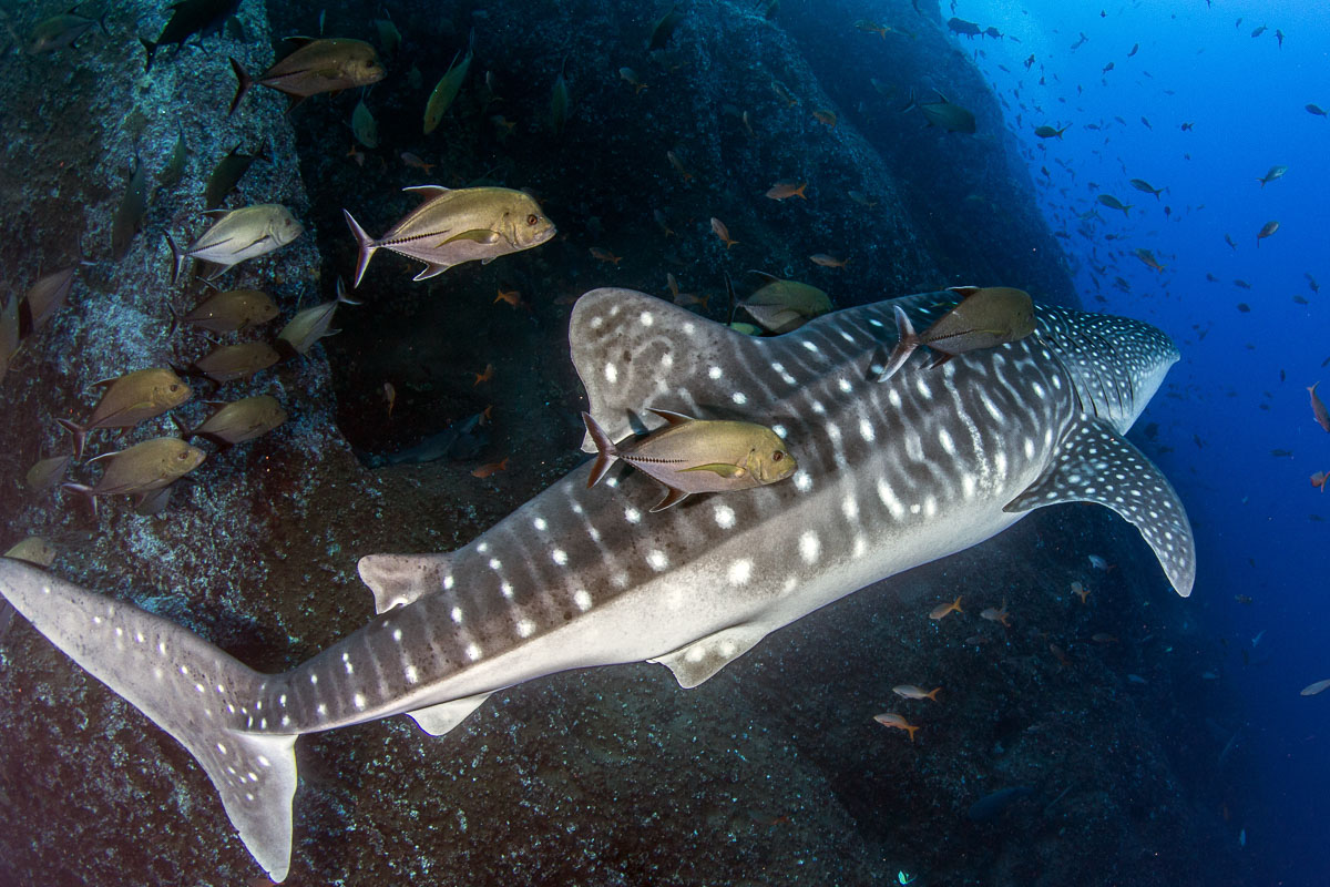 Whale shark, Socorro, Mexico