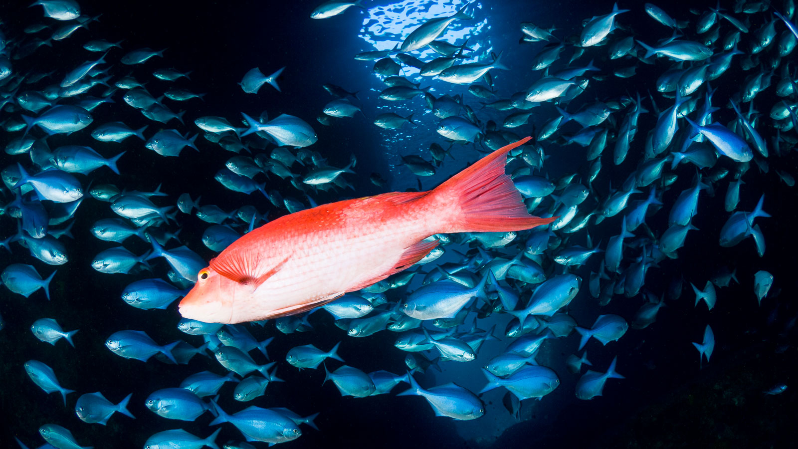 ZuBlu's Travel Team reveal their favourite dive sites