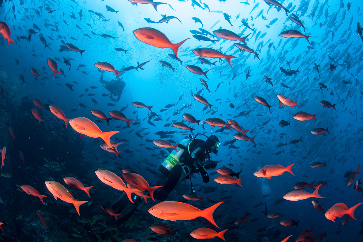 Dense schools of fish, Cocos Island