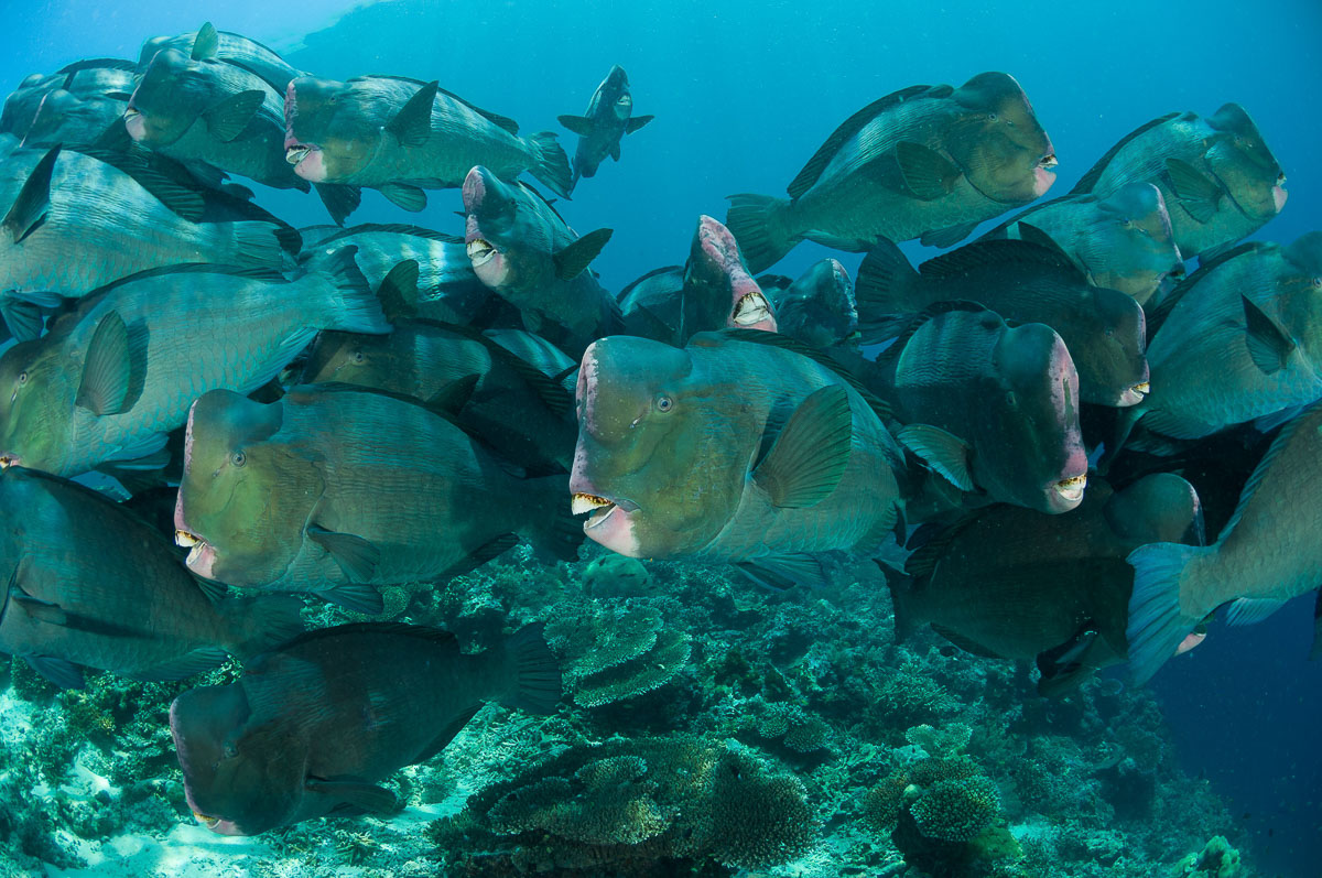 Bumpheads at Barracua Point, Sipadan