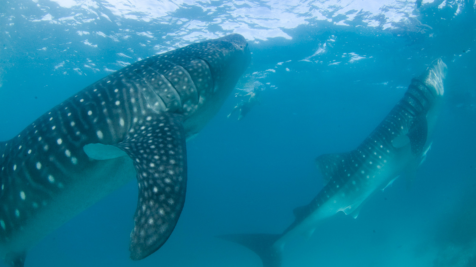 #BeGentleToGiants campaign launched to encourage both tour operators and tourists to protect whale sharks