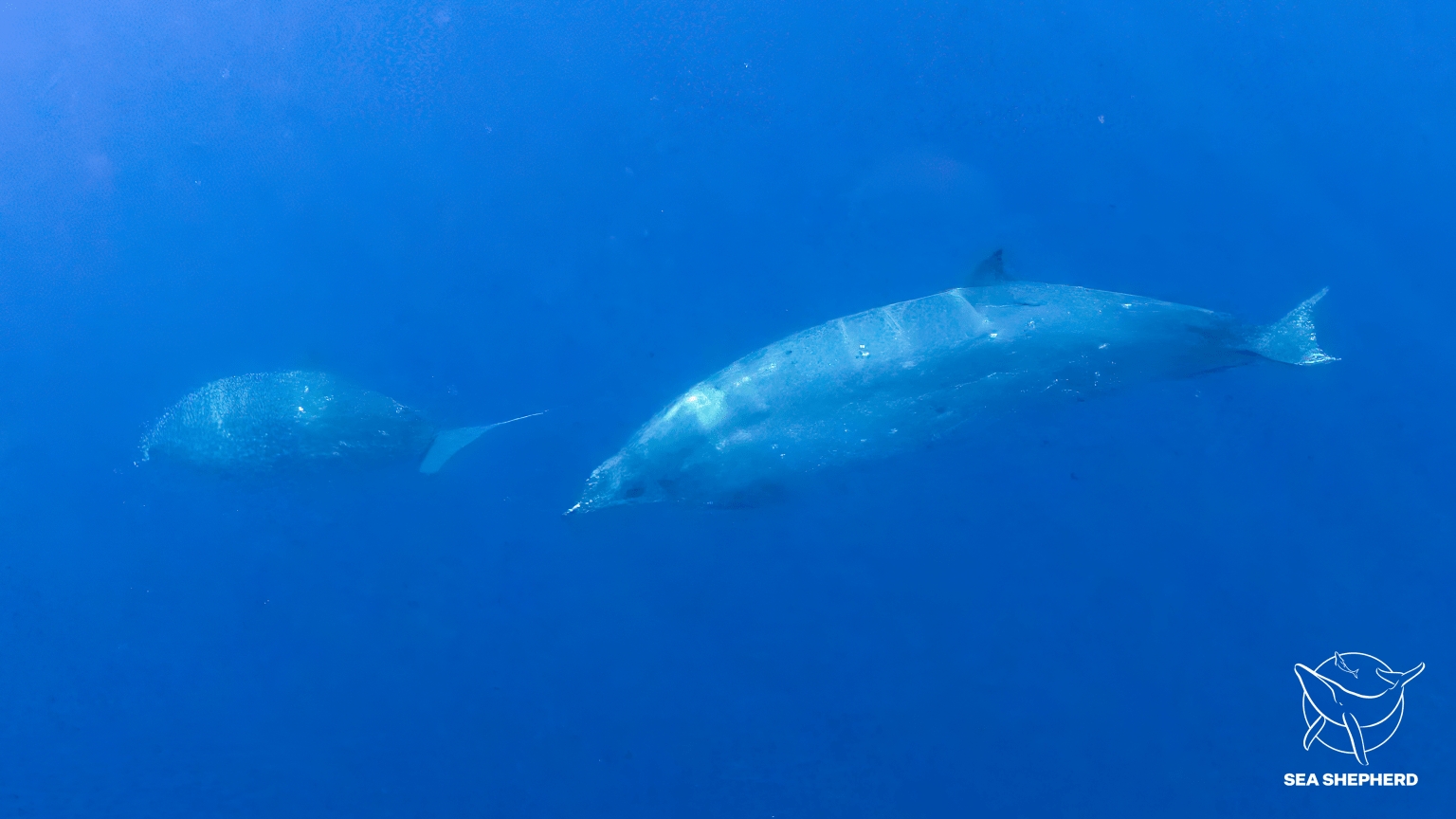 Possibly a new species of beaked whale. Image source: Sea Shepherd