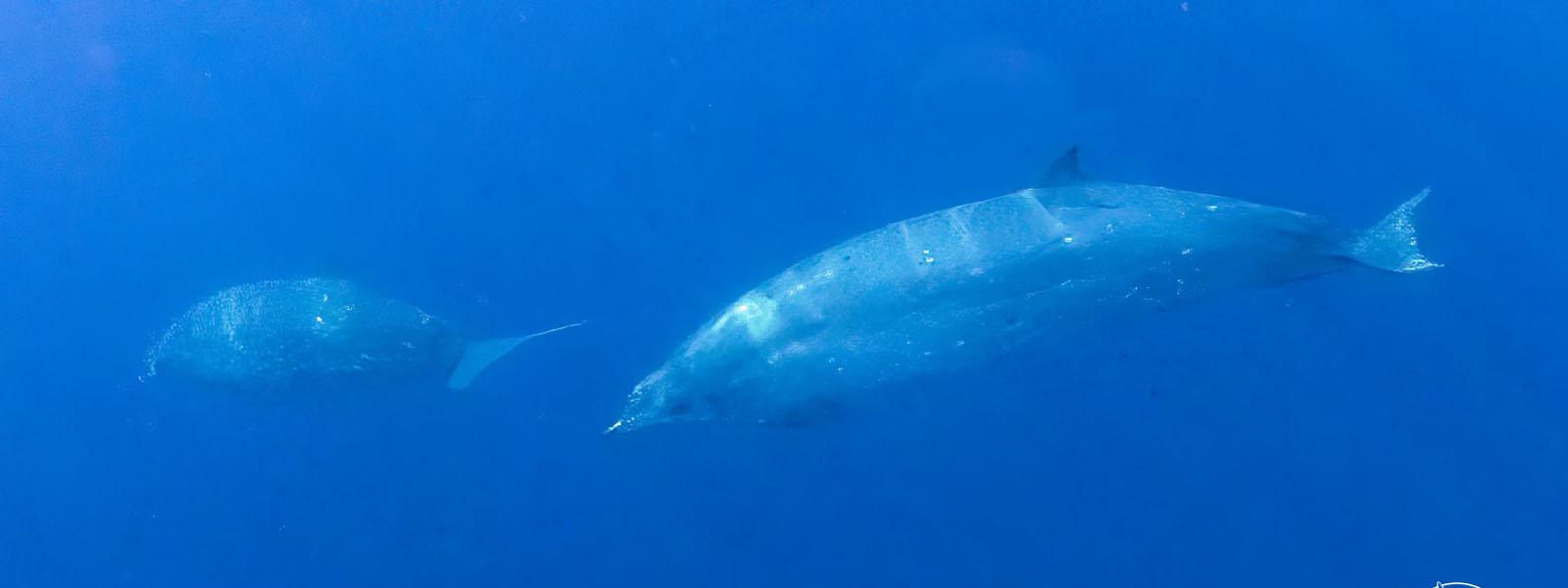 New whale species discovered in Mexico