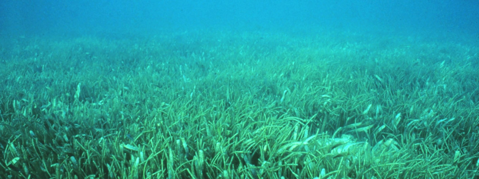 Sharks critical to restoring damaged ecosystems