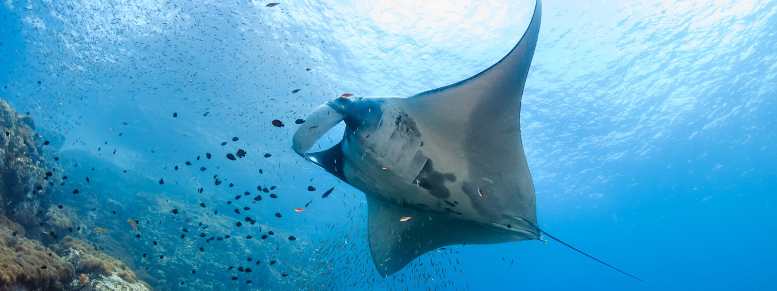Why do manta rays move their cephalic lobes?