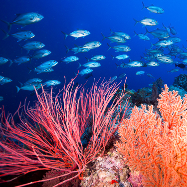 Australia Scuba Diving Coral Sea