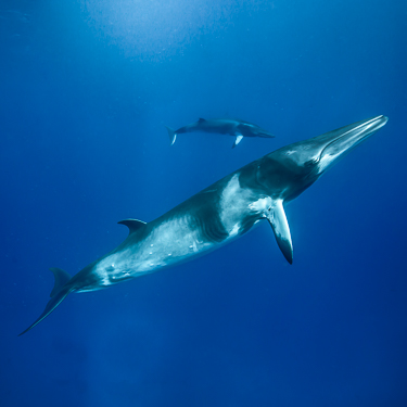 Swim with pods of minke whales Image