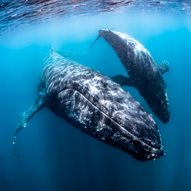 Australia Scuba Diving Ningaloo