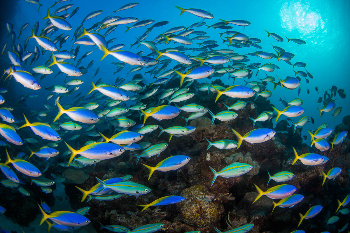 Cairns Port Douglas Scuba Diving 13