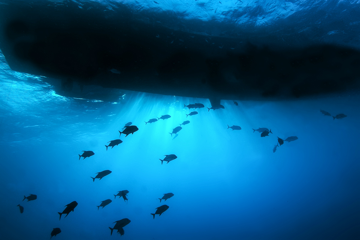 Coral Sea Australia Scuba Diving 14