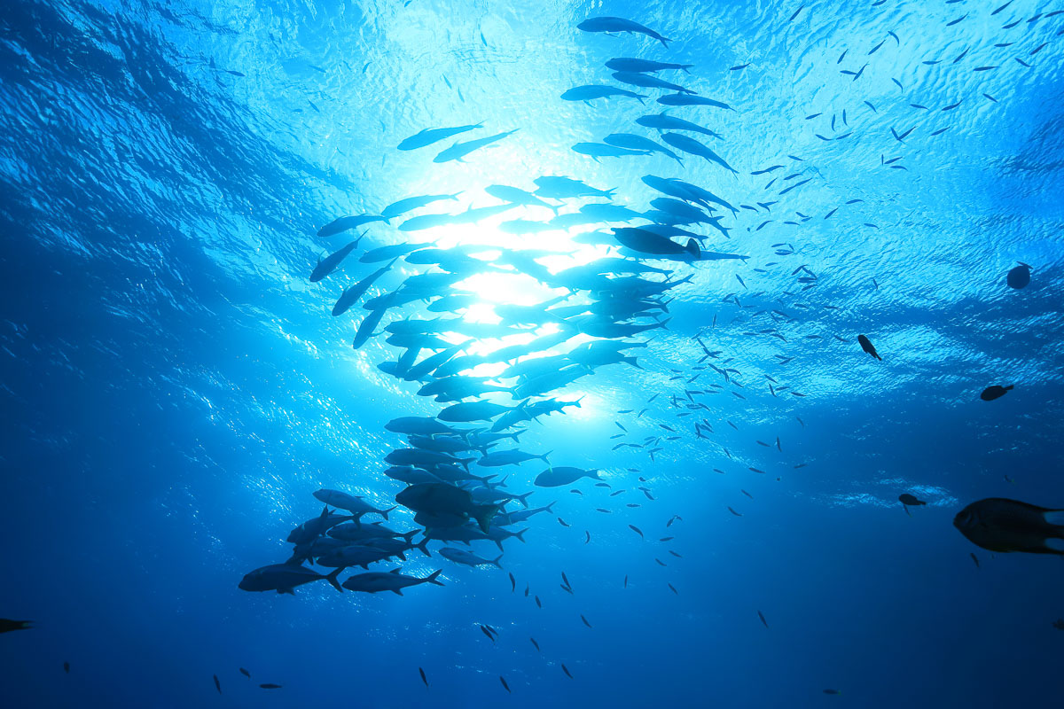 Coral Sea Australia Scuba Diving 15