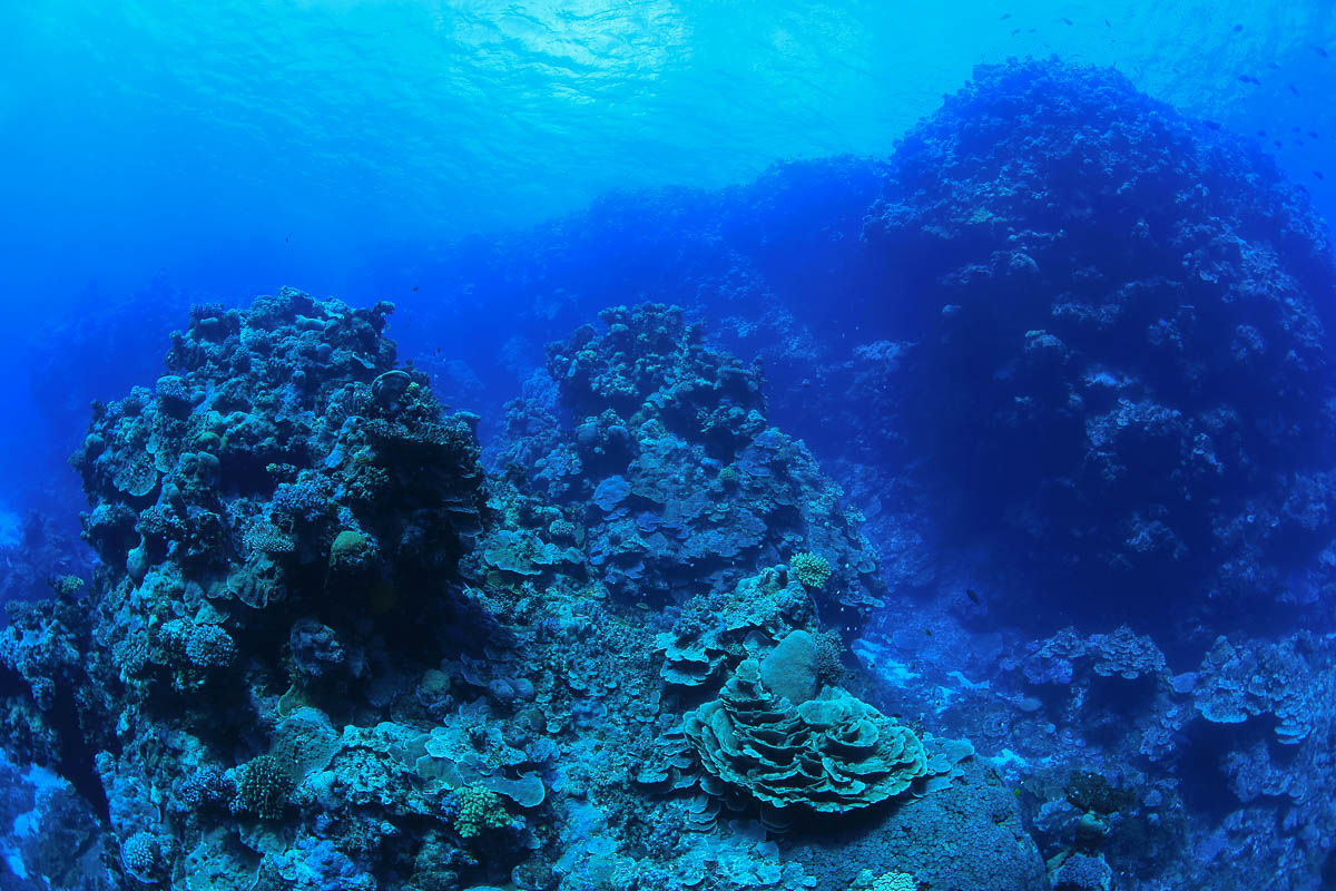 Coral Sea Australia Scuba Diving 16