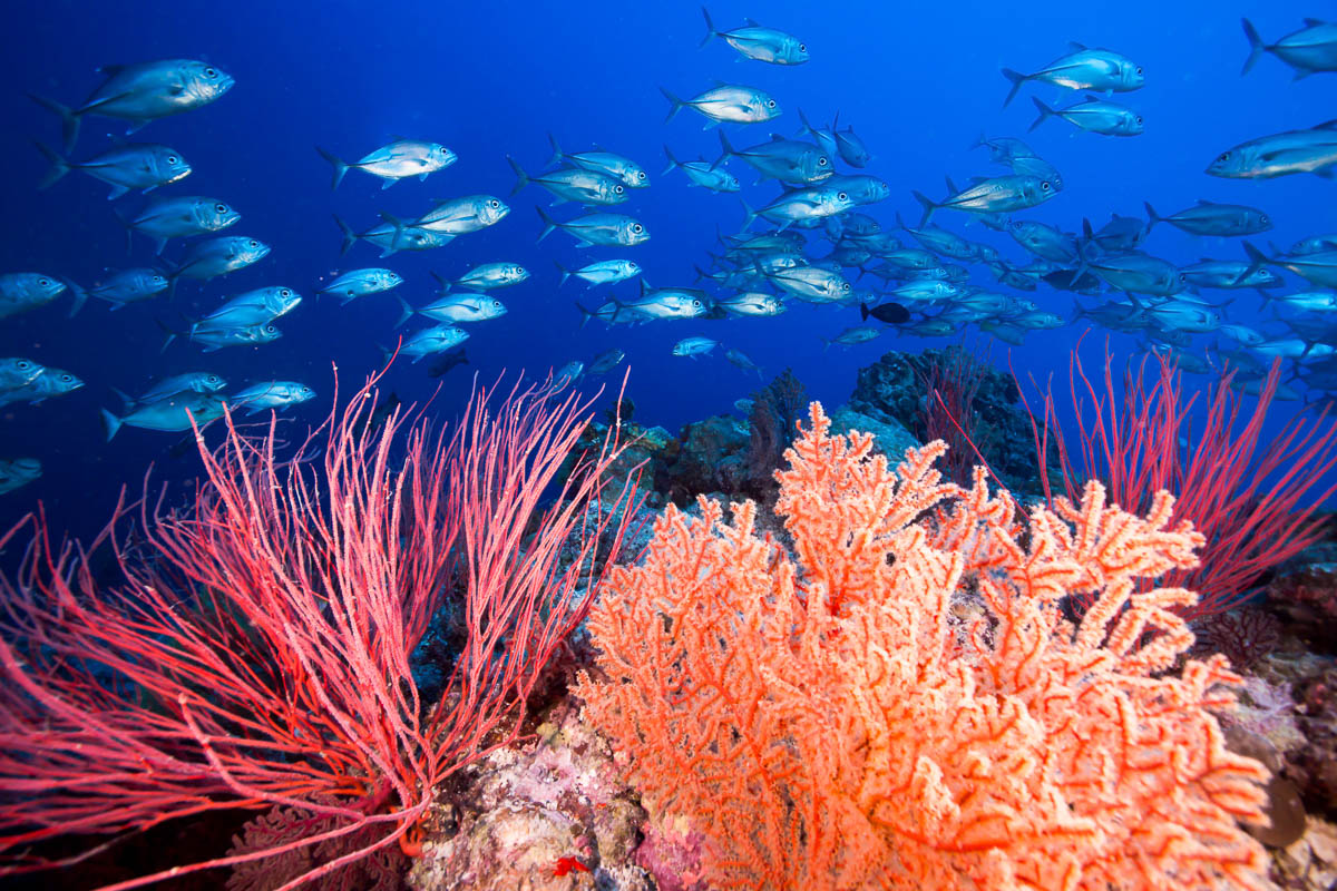Coral Sea Australia Scuba Diving 2