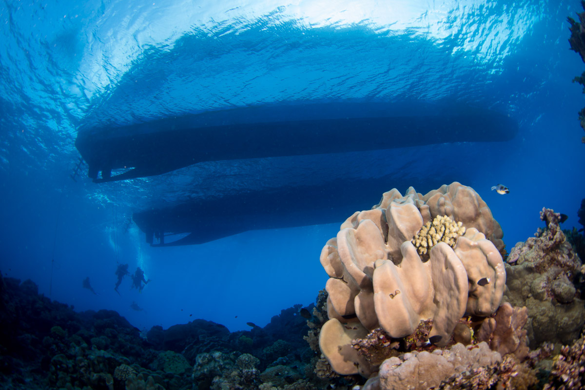Coral Sea Australia Scuba Diving 5