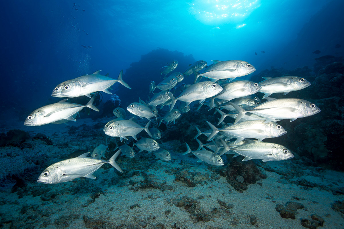 Coral Sea Australia Scuba Diving 9