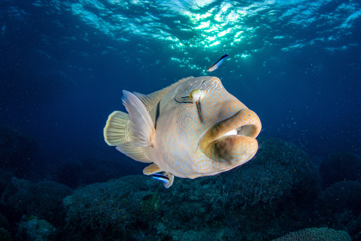 Lizard Island Diving 8