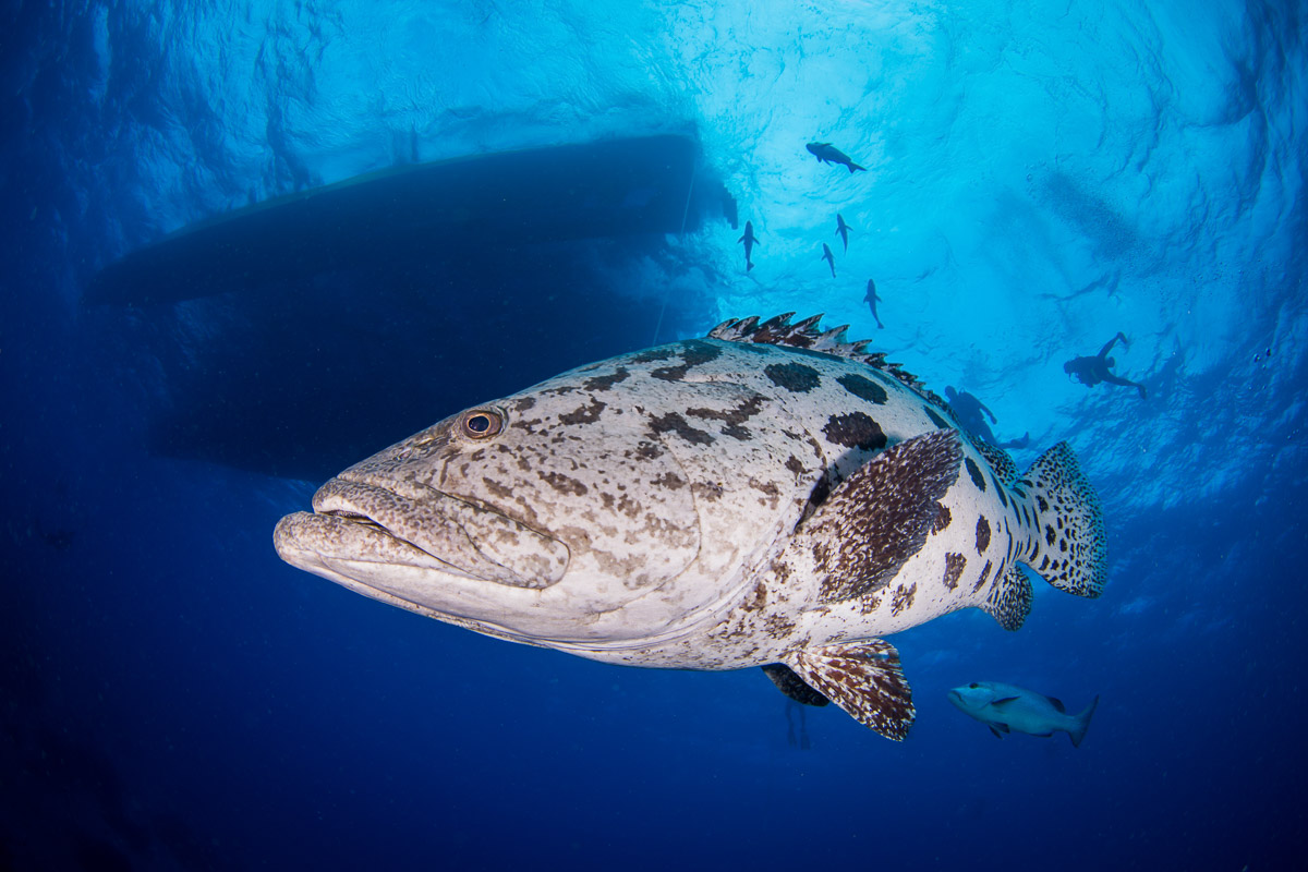 Lizard Island Diving 9