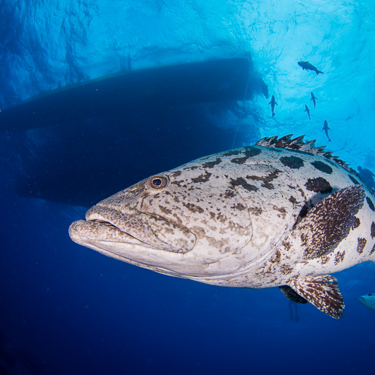 Visit the Ribbon Reef’s iconic Cod Hole Image