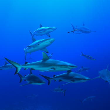 Dive with sharks at Osprey Reef Image