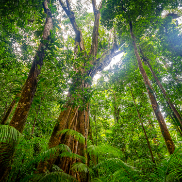 Trek the Daintree Rainforest from Port Douglas Image